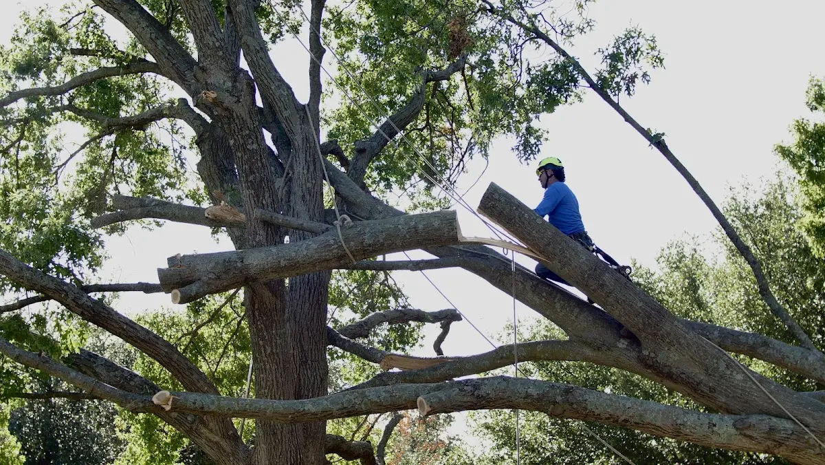 Professional Hazardous Tree Removal performed by certified arborists in Chrisney